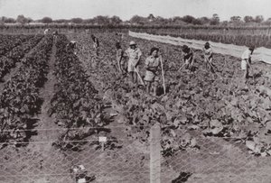 Légumes cultivés près de la route transcontinentale dans le soi-disant pays désertique, irrigués avec de l