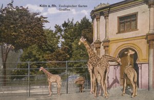 Zoo de Cologne, Girafes (photo) - Photographer German