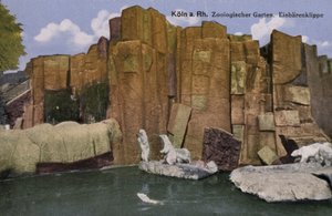 Zoo de Cologne, Ours polaires (photo)