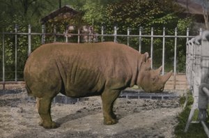 Zoo de Cologne, Rhinocéros (photo)