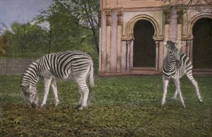 Zoo de Cologne, zèbres