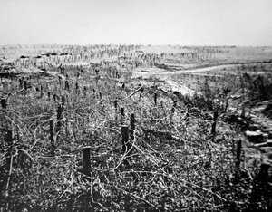 Défenses en fil de fer barbelé allemandes de la position de Beaurevoir, partie de la ligne Hindenburg