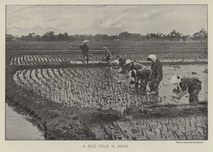 Champ de riz au Japon - Photographer Japanese