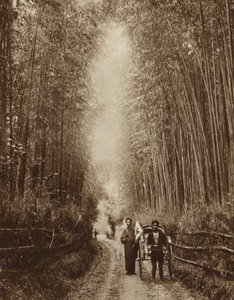 Forêt de bambous, Japon (photo n/b)
