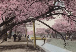 Japon, c.1912 : Cerisiers en fleurs à Koganei, près de Tokyo