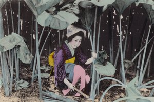 Japon, vers 1912 : Enorme Rhubarbe des marais, plante sauvage, Akita (photo) - Photographer Japanese