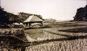 Rizières au Japon - Photographer Japanese