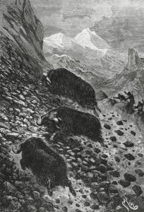Bœufs musqués, gravure sur bois par Édouard Riou (1833-1900)