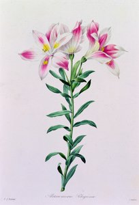 Alstroemeria Peregrina