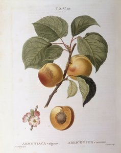 Abricot (Armeniaca vulgaris ou Prunus armeniaca), planche botanique de Henry Louis Duhamel du Monceau par Pierre Joseph Redouté - Pierre Joseph Redouté