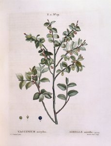 Myrtille (Vaccinium myrtillus), planche botanique par Pierre Joseph Redouté
