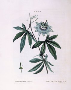 Passiflore bleue (Passiflora caerulea), planche botanique par Pierre Joseph Redouté