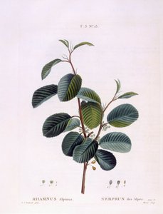 Nerprun (Rhamnus alpinus), planche botanique par Pierre Joseph Redouté