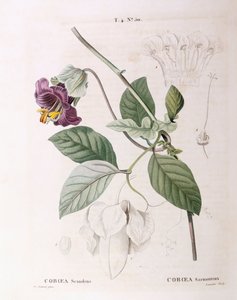 Liane coupe et soucoupe (Cobaea scandens), planche botanique par Pierre Joseph Redouté - Pierre Joseph Redouté