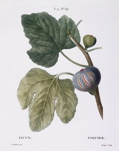 Figue (Ficus), planche botanique par Pierre Joseph Redouté
