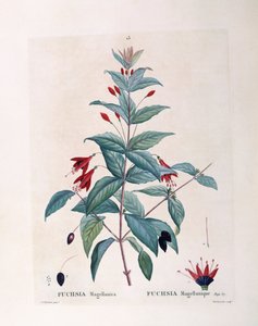 Fuchsia (Fuchsia magellanica), planche botanique par Pierre Joseph Redouté