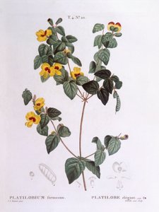 Platylobe élégant (Platylobium formosum), Henry Louis Duhamel du Monceau, planche botanique par Pierre Joseph Redouté