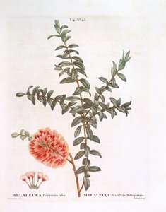 Arbuste de colline (Melaleuca hypericifolia), planche botanique par Pierre Joseph Redouté