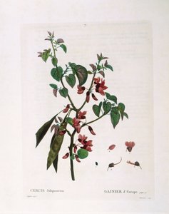 Arbre de Judée (Cercis siliquastrum), planche botanique de Henry Louis Duhamel du Monceau par Pierre Joseph Redouté