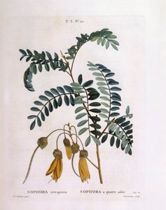 Kowhai (Sophora tetraptera ou Edwardsia grandiflora), planche botanique de Henry Louis Duhamel du Monceau par Pierre Joseph Redouté - Pierre Joseph Redouté
