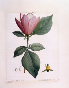 Magnolia (Magnolia discolour), planche botanique de Henry Louis Duhamel du Monceau par Pierre Joseph Redouté