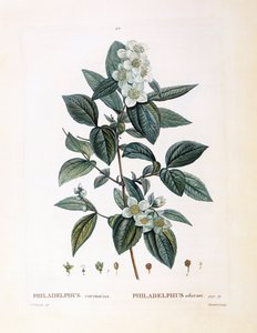 Seringat (Philadelphus coronarius), planche botanique par Pierre Joseph Redouté