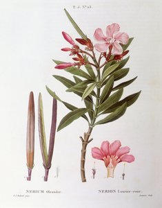 Laurier-rose (Nerium oleander), planche botanique par Pierre Joseph Redouté - Pierre Joseph Redouté