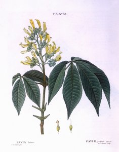 Pavia lutea, planche botanique par Pierre Joseph Redouté