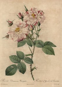 Rose de Damas rose et blanche, Rosa damascena