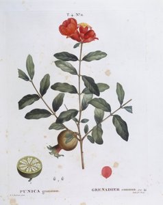 Grenade (Punica granatum), planche botanique par Pierre Joseph Redouté