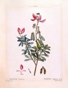 Bugrane (Ononis fruticosa), planche botanique de Henry Louis Duhamel du Monceau par Pierre Joseph Redouté