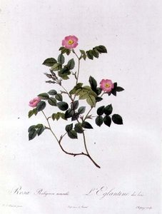 Rosa Rubiginosa Nemoralis