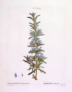 Romarin (Rosmarinus officinalis), planche botanique de Henry Louis Duhamel du Monceau par Pierre Joseph Redouté