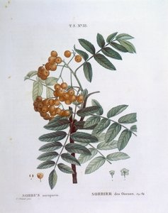 Sorbier des oiseleurs (Sorbus aucuparia), planche botanique par Pierre Joseph Redouté