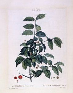 Fusain (Euonymus verrucosus), planche botanique par Pierre Joseph Redouté - Pierre Joseph Redouté