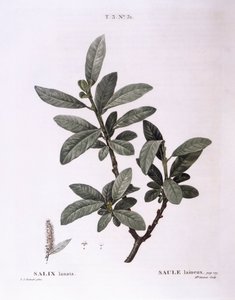 Saule laineux (Salix lanata), planche botanique par Pierre Joseph Redouté