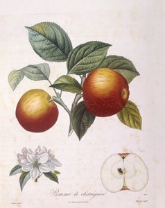 Pomme "Pomme de châtaignier", planche botanique par Pierre Antoine Poiteau - Pierre Antoine (after) Poiteau