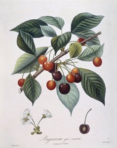 Cerisier (Prunus avium) "Bigarreau", planche botanique par Pierre Antoine Poiteau - Pierre Antoine (after) Poiteau