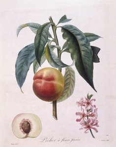 Pêche (Prunus persica batsch), planche botanique par Pierre Antoine Poiteau