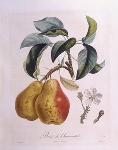 Poire "Bezi de Chaumontel", planche botanique par Pierre Antoine Poiteau