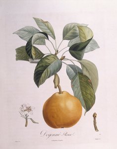 Poire "Doyenné roux", planche botanique par Pierre Antoine Poiteau