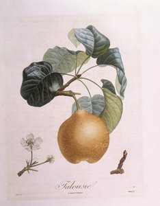 Poire "Talousie", planche botanique de Henry Louis Duhamel du Monceau par Pierre Antoine Poiteau
