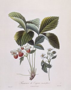 Fraise de Virginie (Fragaria virginiana), Henry Louis Duhamel du Monceau, planche botanique par Pierre Antoine Poiteau