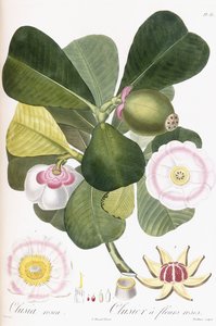Clusia rosea, Clusier à fleurs roses, 1808-1828