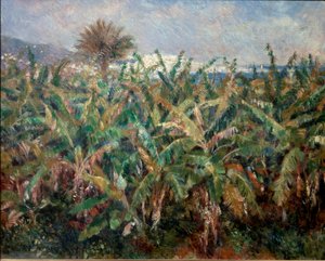 Champ de bananes