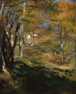 Jeunes arbres dans la forêt