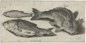 Trois carpes