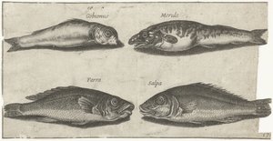 Goujon, cabillaud, merlan et un autre poisson