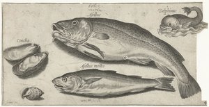 Morue, merlan, un dauphin et des coquillages - Pierre Firens