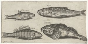 Carpe, vairon, poisson-chat et perche (Vissen, Piscivm vivae icones) - Pierre Firens